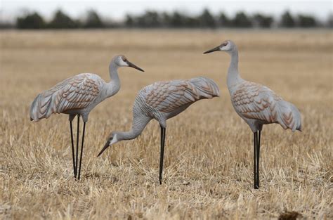 crane decoy